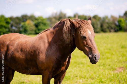 Fotografija Brown workhorse standing on green meadow in rural countryside summer landscape