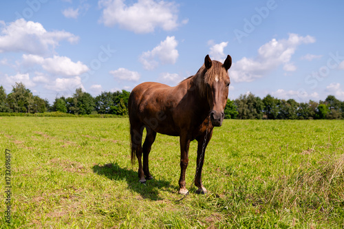 Slika na platnu Strong brown workhorse on a chain standing in lush green meadow, rustic countrys