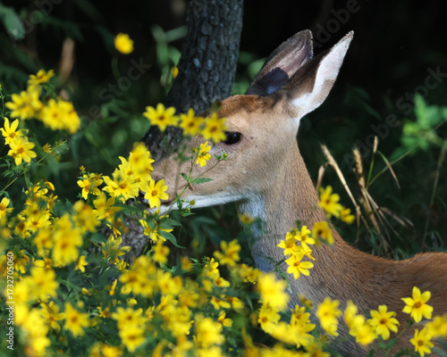 A white-tail deer gently nibbling on the foliage and yellow blossoms of a tickseed plant.
