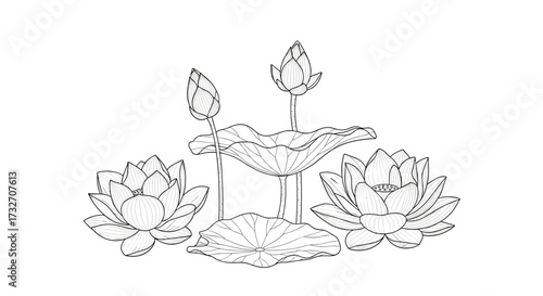 A serene sketch of lotus flowers and leaves in delicate detail.