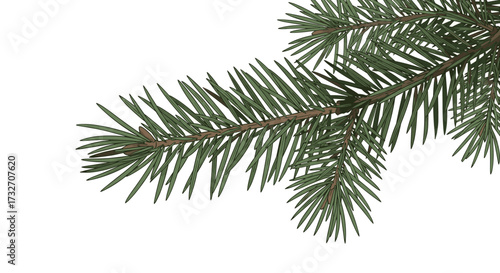 A close up of a green pine needle branch with a white background.