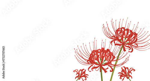 Beautiful red spider lilies blooming on a white background.