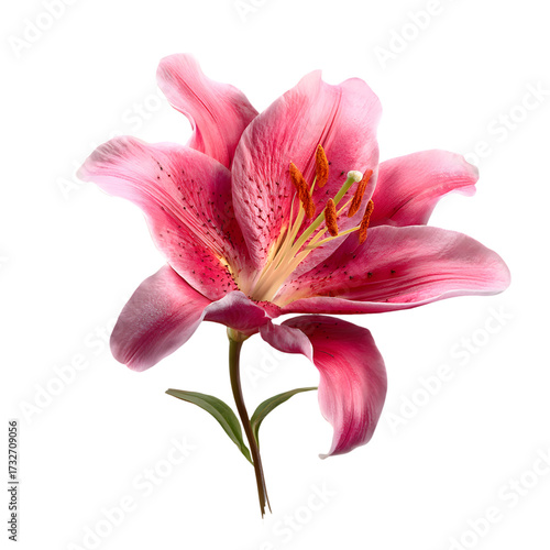 Pink Lily Bloom isolated on transparent background