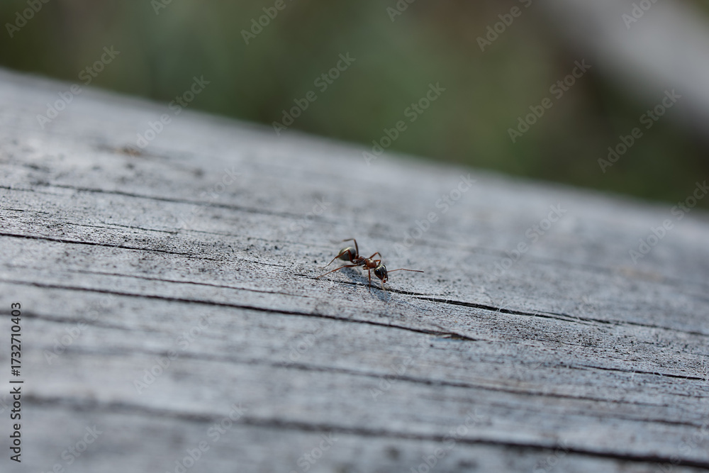 Fototapeta premium Ant walking on wooden plank closeup