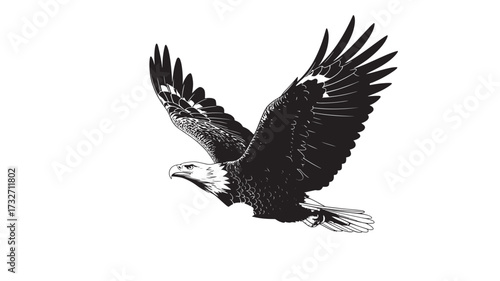 Engraved bald eagle soaring detailed vector illustration of a bird of prey isolated on white background