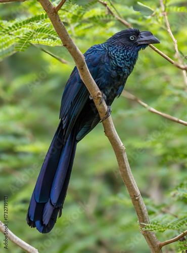 blue and yellow macaw
