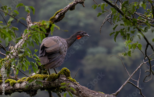 black winged blackbird