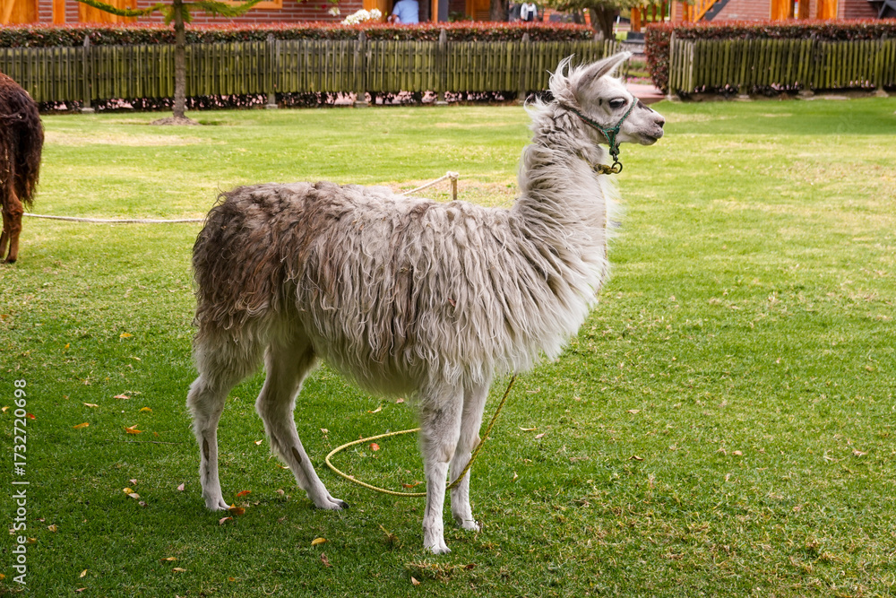 Fototapeta premium Lama Ecuador