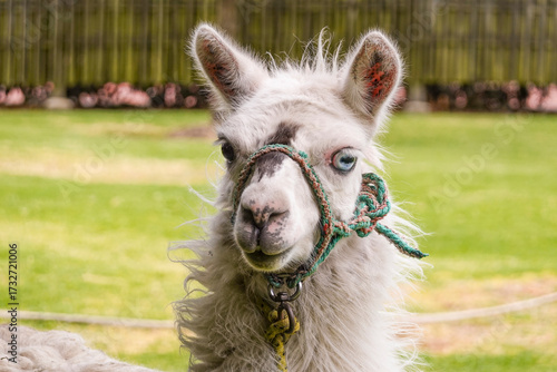Lama Ecuador