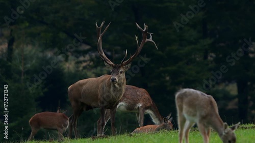 a big male deer with females in autumn 4k 25fps video