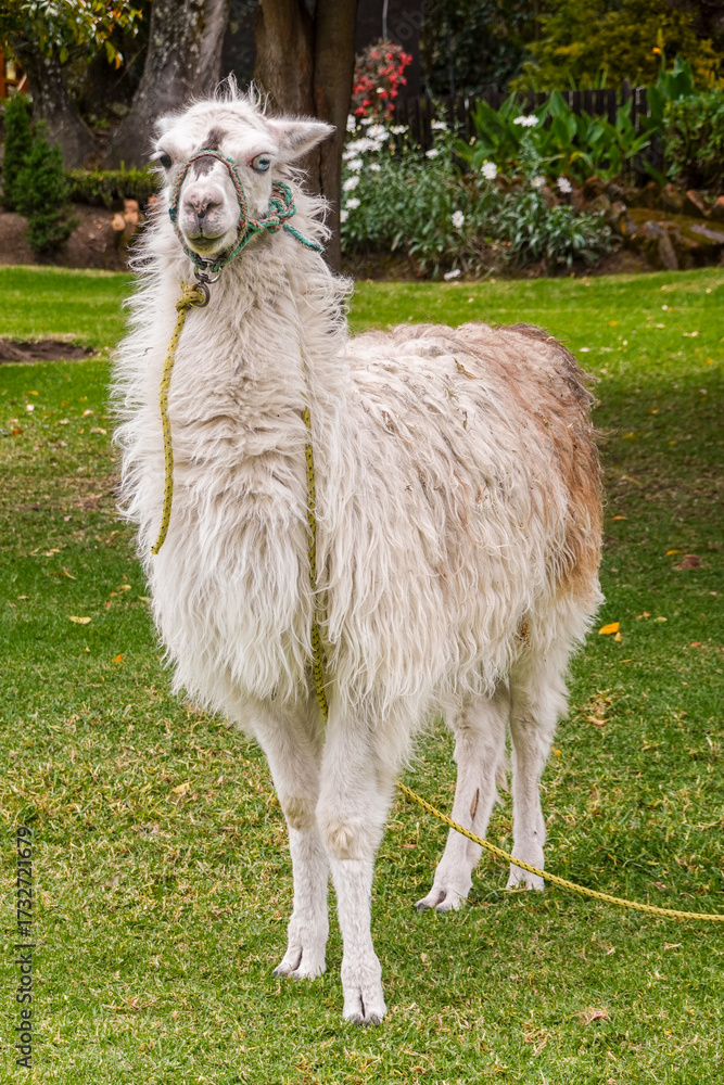 Fototapeta premium Lama Ecuador