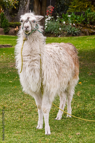 Lama Ecuador