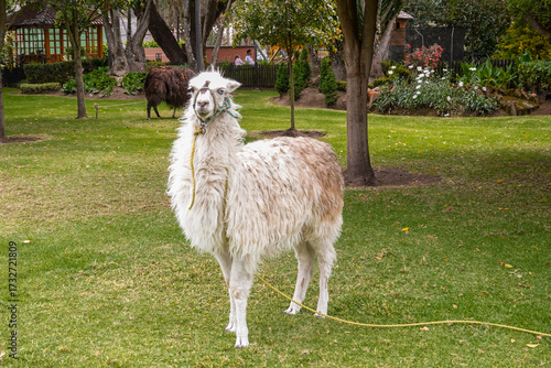 Lama Ecuador
