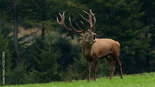 a big male deer shouting in autumn 4k 25fps video
