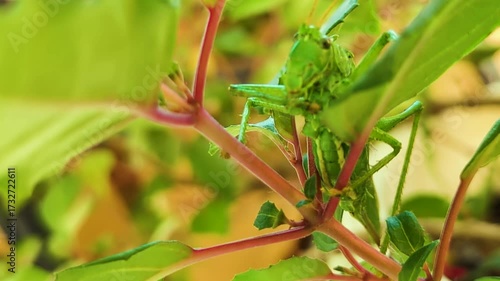 Singing green grasshopper on a branch of flowers.