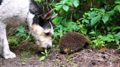 Curious wire fox terrier sniffing a scared hedgehog curled up in a defensive ball on the ground. Unlikely animal friendship and wildlife encounter in a natural green garden environment