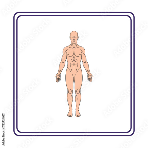 Anatomical illustration of a fit male body, front view, showing musculature and form
