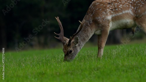a young male deer on a meadow 4k 25fps video