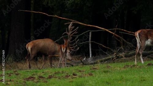 a big male deer scrapes its antlers in autumn 4k 25fps video