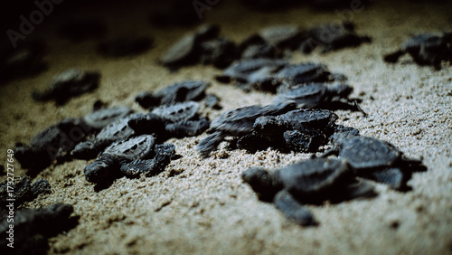 Baby turtles looking for the route