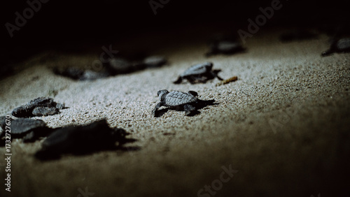 Baby turtles looking for the route