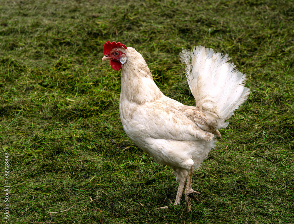 Fototapeta premium A white young rooster walks on a farm.
