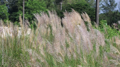 Wild sugarcane field full of kans grass flower.this 4k video was taken from Chittagong,Bangladesh.