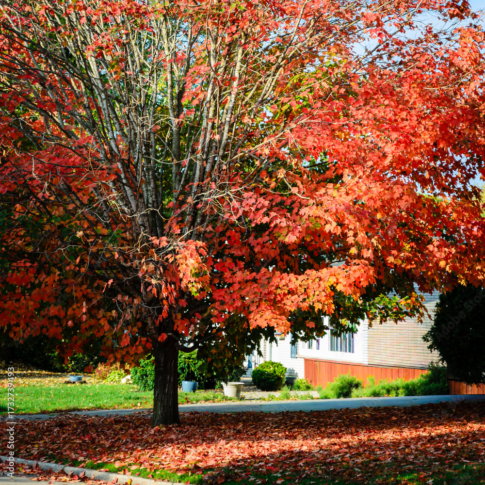 Naklejka premium Red leafed maple tree on a front lawn surrounded by fallen leaves.