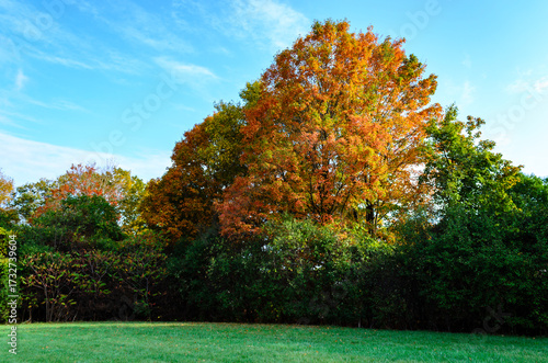 Single large colored tree in the fall surrounded by green trees in a park.