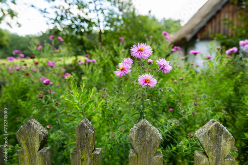This enchanting image captures a cluster of vibrant pink wildflowers blooming vibrantly against a backdrop of lush green foliage and a rustic thatched cottage. The foreground features a weathered wood