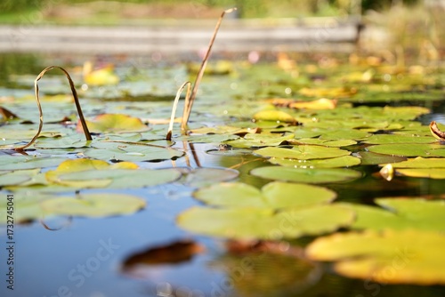 Versteckter aufgetauchter Frosch im Teich zwischen Seerosenblättern