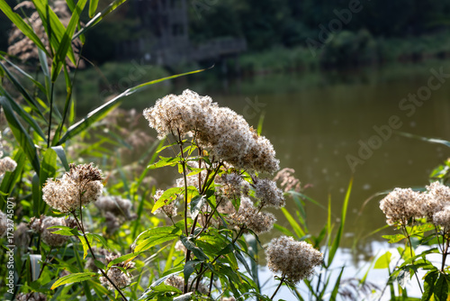 This serene close-up image features clusters of delicate white wildflowers with fluffy seed heads, surrounded by vibrant green leaves and tall reeds. Set against a blurred backdrop of a calm lake 