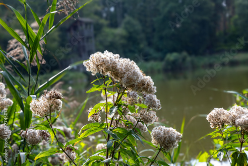 This serene close-up image features clusters of delicate white wildflowers with fluffy seed heads, surrounded by vibrant green leaves and tall reeds. Set against a blurred backdrop of a calm lake 