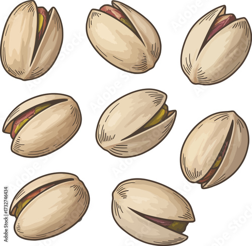  Hand Drawn Pistachio Nuts in Shell Illustration Set

