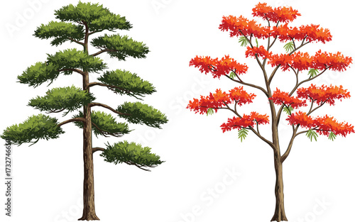 Illustration of lush green pine tree and vibrant red flowering tree, natural forest foliage, seasonal botanical design, colorful garden landscape artwork