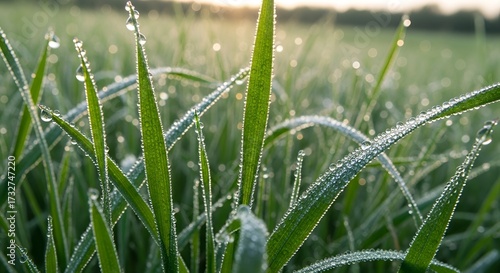 Detailed macro of dew-covered green grass in early morning light.