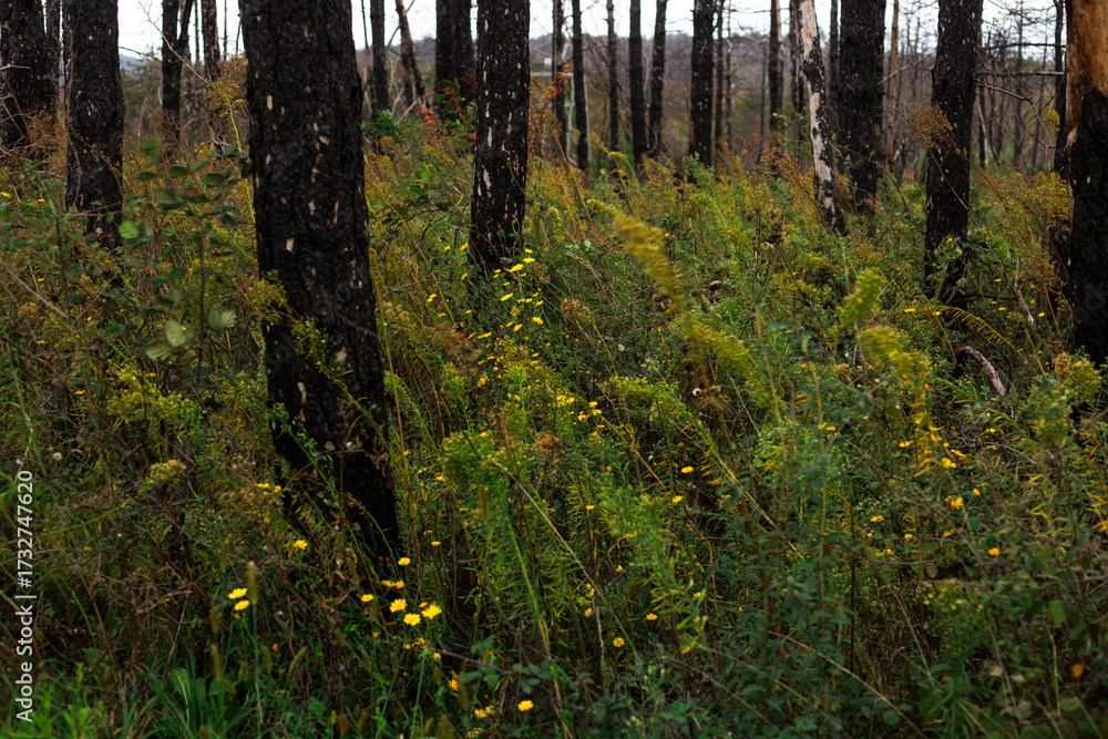 Obraz premium Yellow Wildflower Growth in a Burnt wood