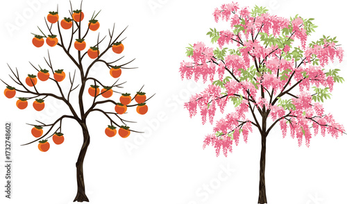 Persimmon fruit tree with orange fruits and pink flowering tree illustration, natural seasonal botanical artwork, decorative garden foliage landscape design