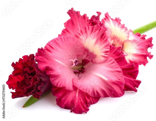 Close-up of pink and red flowers