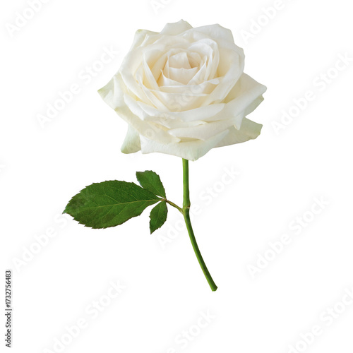 A stunning close-up of a pure white rose, showcasing its intricate petals and...