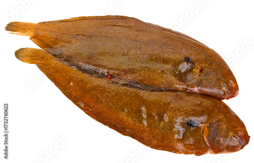 Fischarten