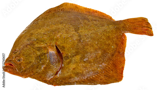 Fischarten