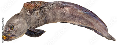 Fischarten