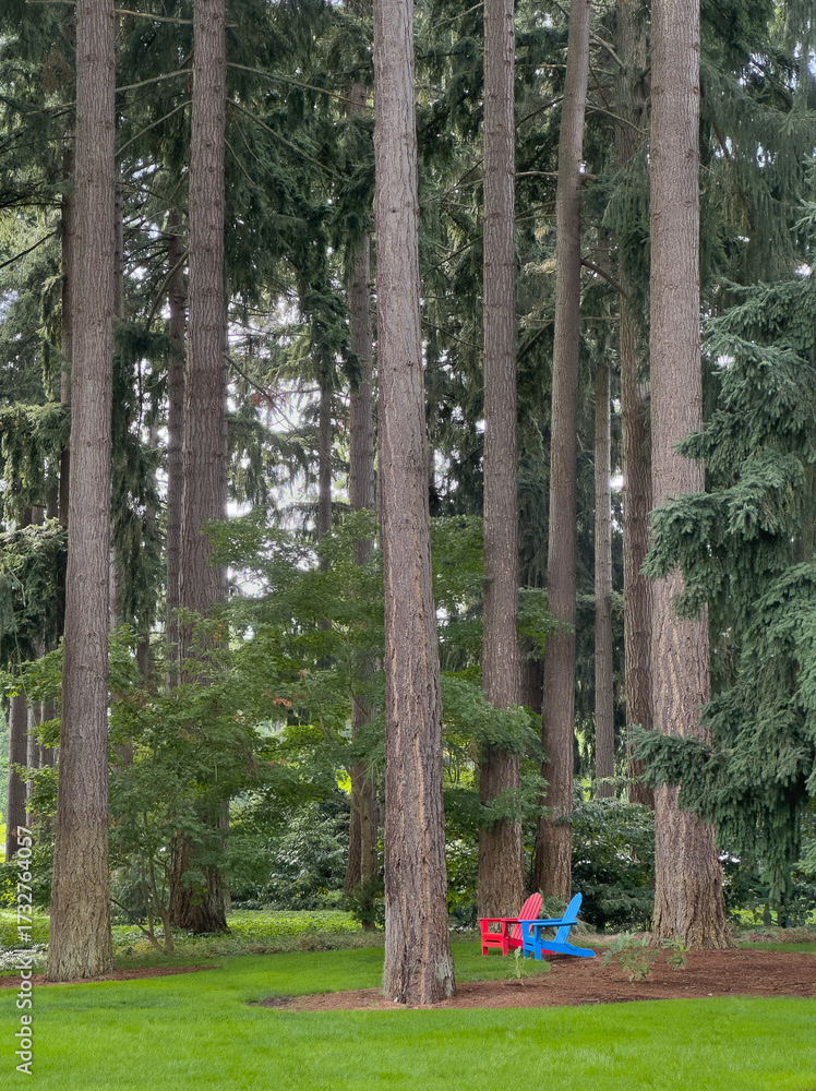 Obraz premium Two bright Adirondack chairs sit empty, but inviting on a pristine green lawn under towering pine and fir trees.