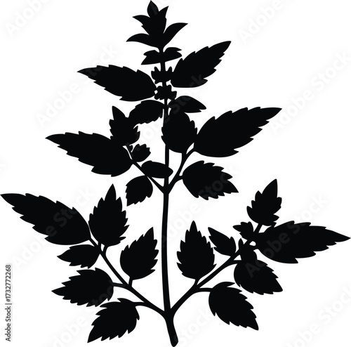 Aromatic Herb Silhouette | Herbal Plant Vector Design