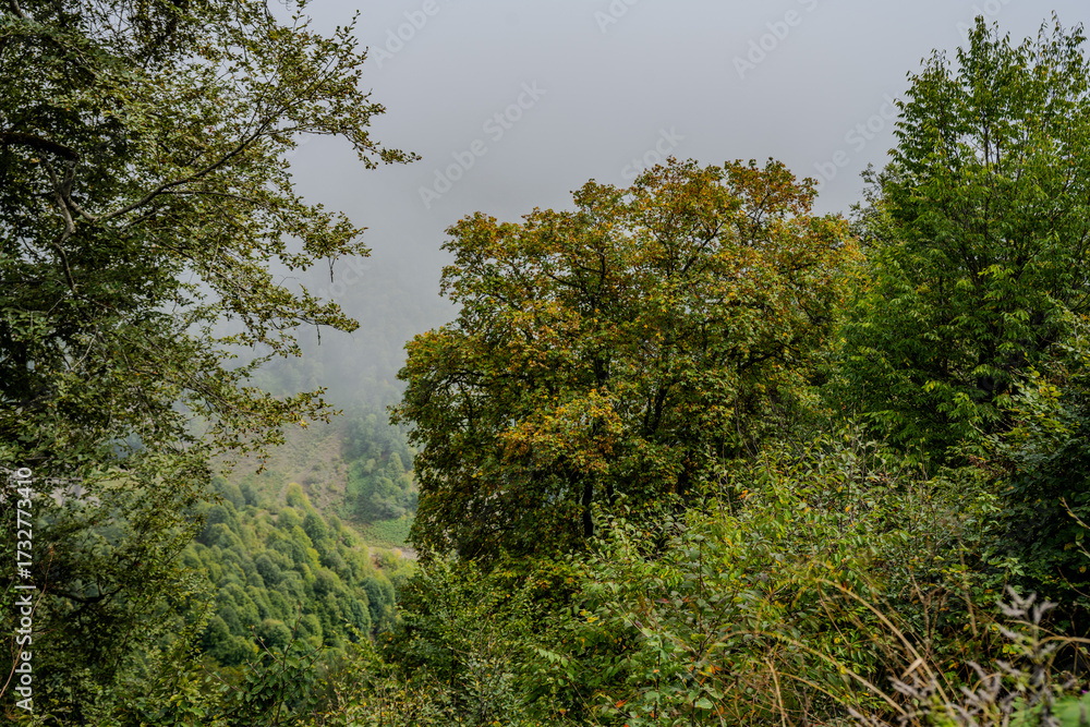 Fototapeta premium Foggy forest with green trees in Qabala Azerbaijan