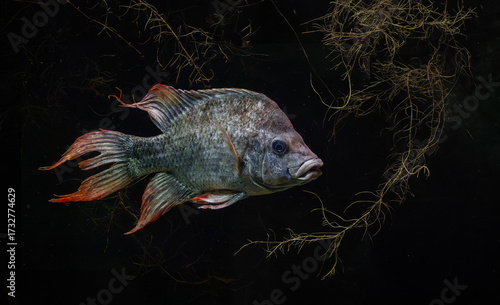 Mangarahara cichlid in weed