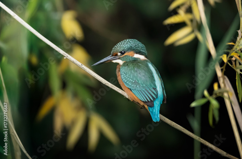 Kingfisher perched on branch among autumn leaves