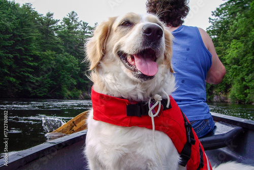 Golden retriever mix dog wearing a life jacket in a canoe with a smile on face. Happy dog canoeing