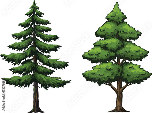 Botanical tree illustration showing conifer and deciduous contrast for educational, environmental, seasonal, and nature-themed design or science visuals.
